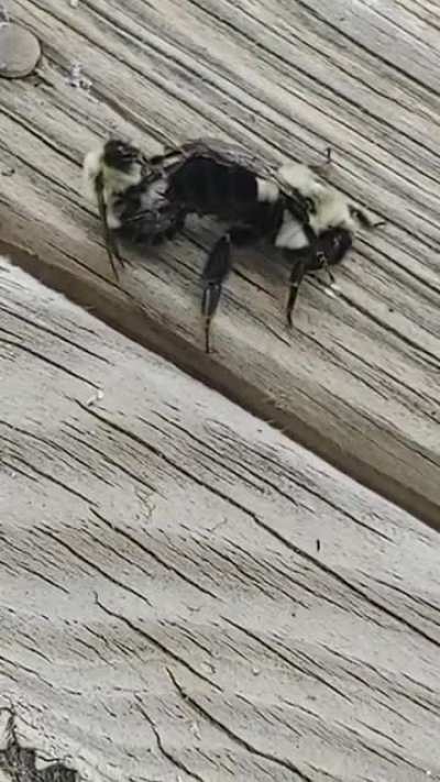 I couldn't bee-lieve what I was seeing
