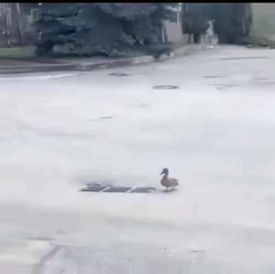 that last duckling tho~