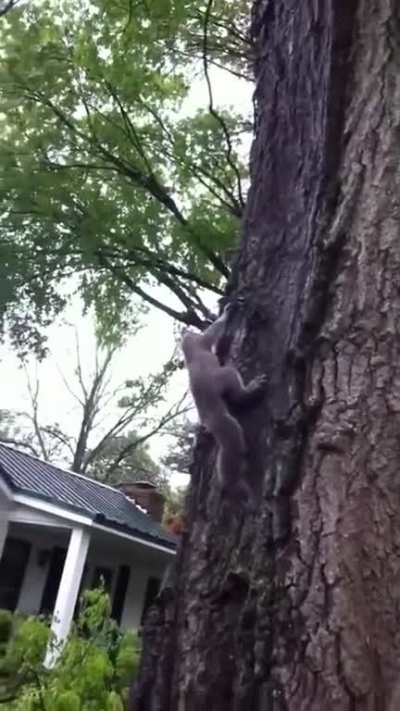 What a great pet