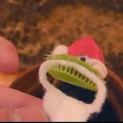 Jolly