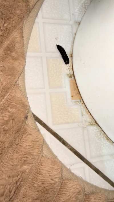 Weird black bug