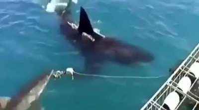 Size difference between 3m great white shark and 5m great white shark