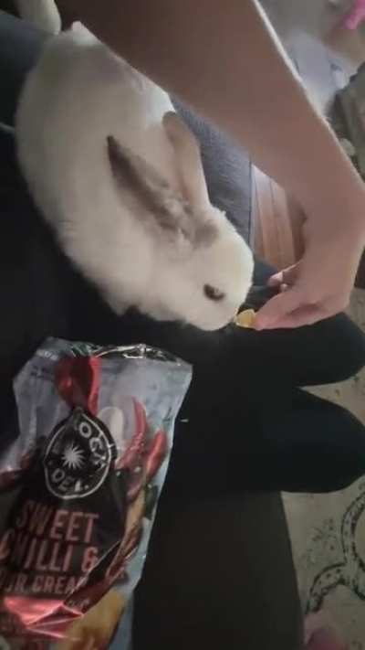 Kiowa has 6 little kits who are only a week old. Feeding those bubbas leaves her constantly hungry and snacking. So now she's decided my spicey sweet chilli crisps are the perfect snack! Lol