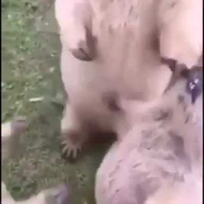 iufoquin