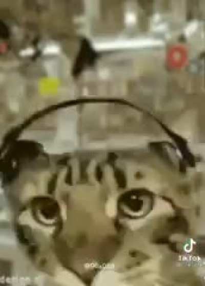 🐈&zwj;⬛