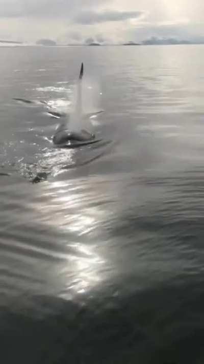 Killer whale enjoys fishermen&rsquo;s salmon.