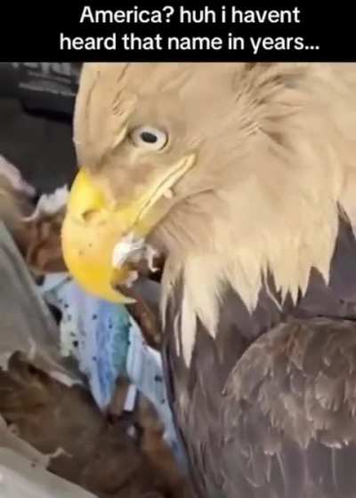 "I flew for this goddamn country!" Ahh bird