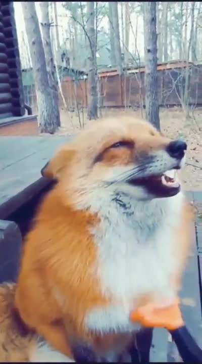 Pure Pleasure