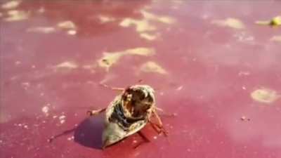 &ldquo;Zombie&rdquo; Beetle controlled by a parasite after death