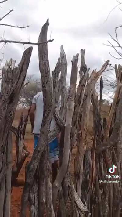 Jumping over spiky branch fence