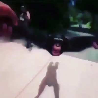 Just a couple of monkeys hangin out