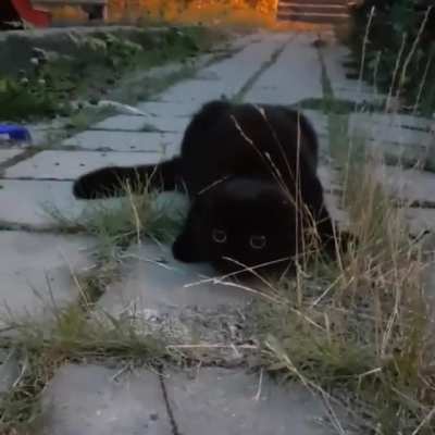 Tingeling stalks prey on the sidewalk