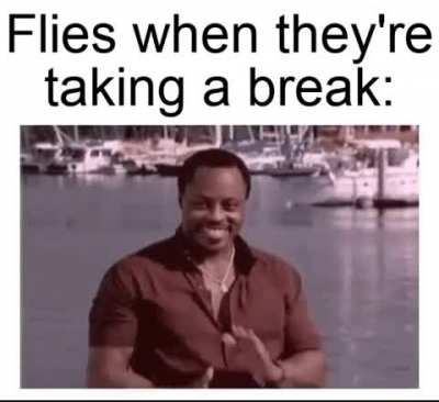 Flies do be like dat on windowsills