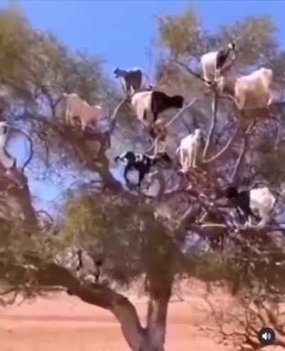 how could they climb up there?