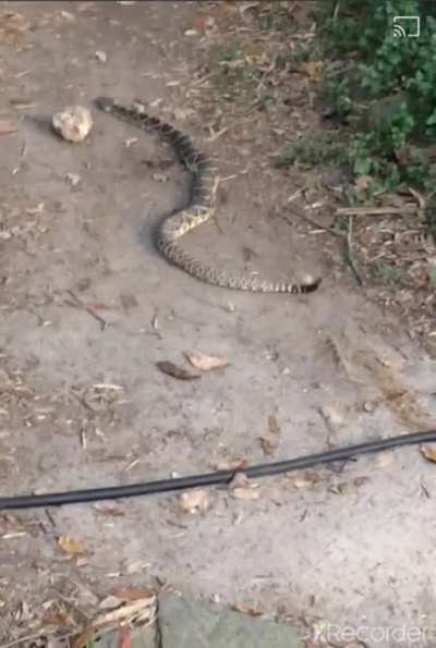 my grandma found a snake