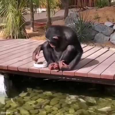 Monke feeding the fish