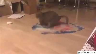 Cat being a Cat