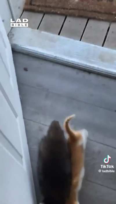Kitten brings home little raccoon fren