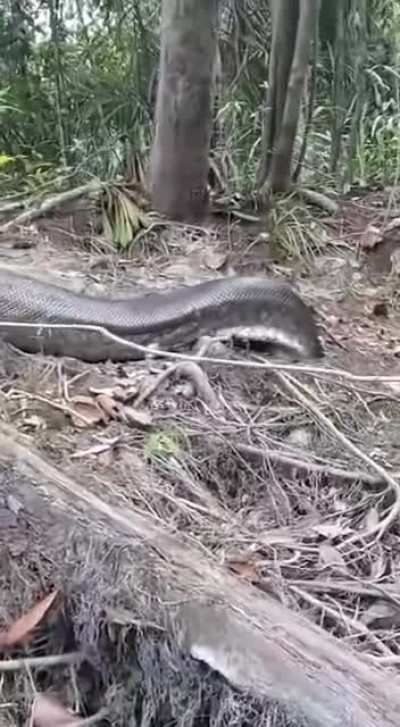 Sucuri snake ("anaconda") is the largest snake in this Brazilian fauna.