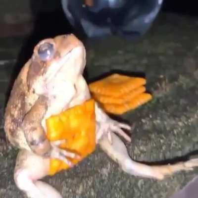 Yeah, due to the mad support I'm going to post animals memes on the weekdays now