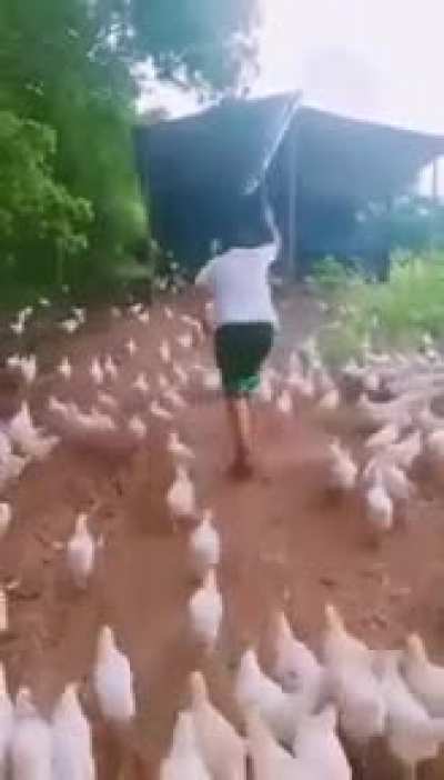 Hens Army