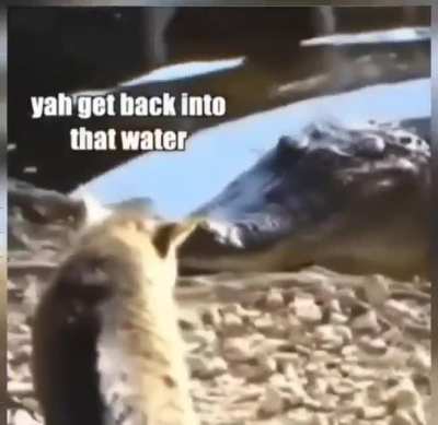 He may be a cat, but he ain&rsquo;t no pussy