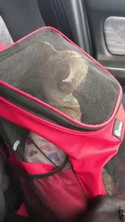 Sushi gets angry when she can&rsquo;t see out the window