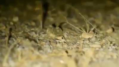 FROG-TRAKILL