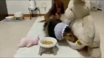 Has visto suficientes memes y humor negro, ve a este perrito llevar a suz peluches a comer.