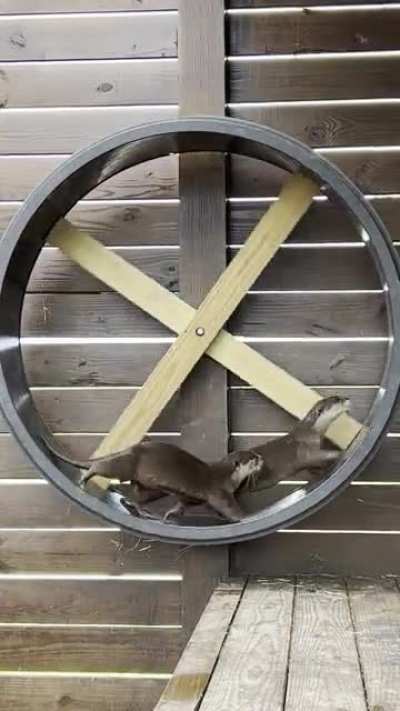 Bubbles and Whis are having a blast on their giant wheel! I had to modify it to hang on the wall as they broke the base running so fast it fell off! &ldquo;I own a Federally licensed wildlife park&rdquo;
