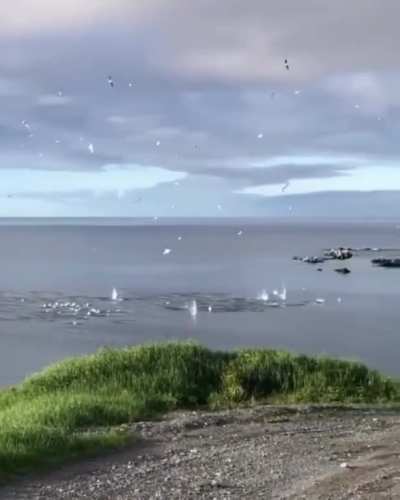 🔥 Gannets torpedoing in the ocean🔥