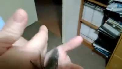 Moth