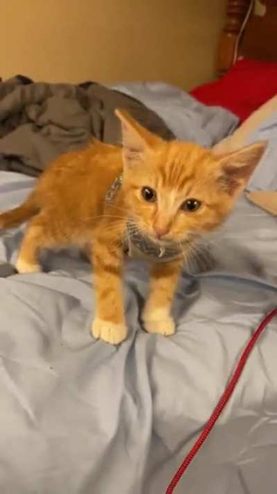 Trapped a feral kitten in a BBQ woodpile, scared, dirty and skinny. Within 2 days, she&rsquo;s screaming for snuggles.