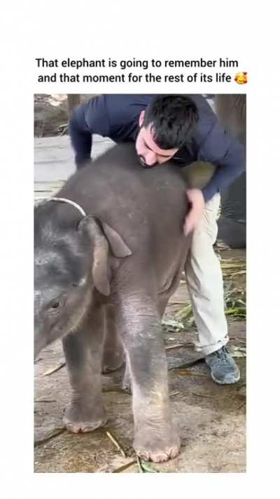 Momma elephant be like "my beautiful boys" ❣️