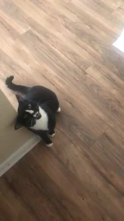 cat sitting for a family friend.. he&rsquo;ll yell but he just wont use his words