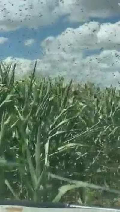Grasshoppers in Douglas today