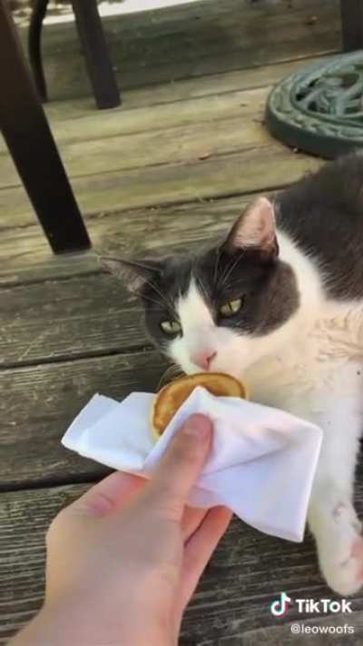 Cats vs Dogs