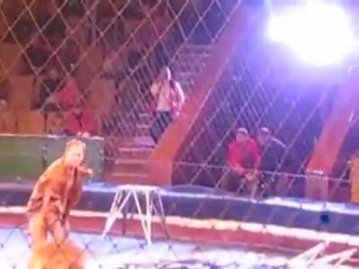 Lion attacks... "The show must go on!"