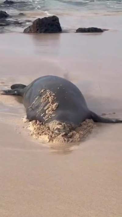 I feel you Seal, I feel you