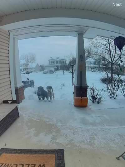 Two good bois realize they&rsquo;re at the wrong porch at the same time, looks same buuuut smells different.