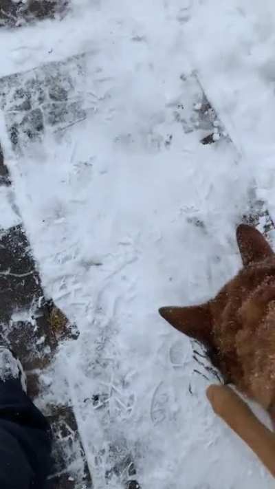 This is an older vid, but whenever I&rsquo;m out shoveling snow she feels left out and tries to help.