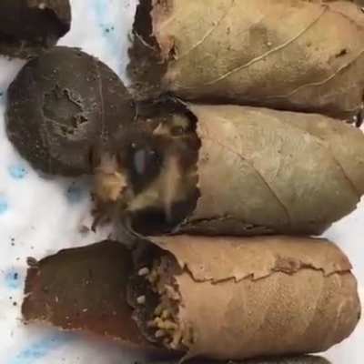 The forbidden sarma
