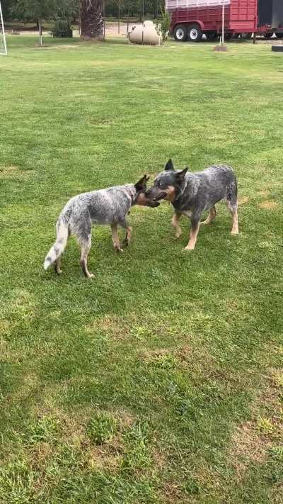 Paw up while playing?