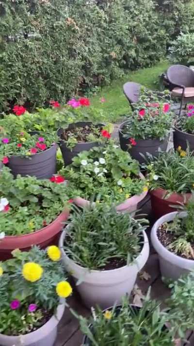 Here is my wife&rsquo;s garden. 3200 annuals all grown from seed.