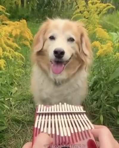 PeRRy tHE pIeD FUCkiNg pIper eNslAVeS a PoOr dOG to Do hIS bIddInG