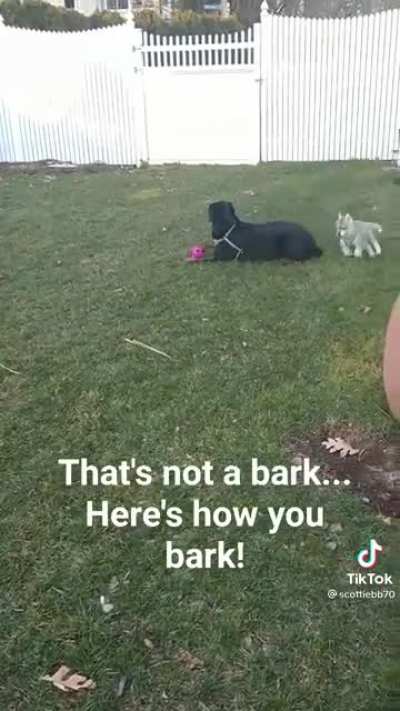 Barking 101