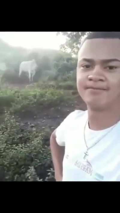 Look at this cow