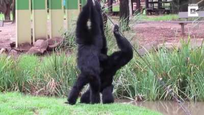 The Siamang apes shout again.
