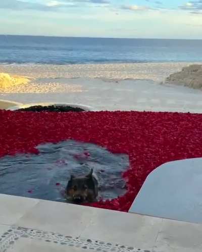 To walk on the red carpet