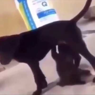 drinking milk